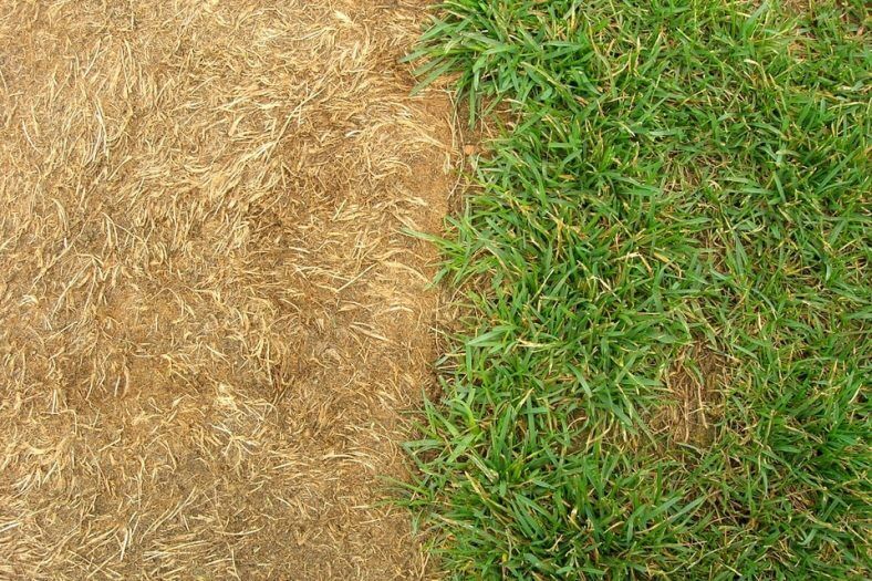 Fertilizer Burn on turfgrass.jpg